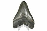 Serrated, Fossil Megalodon Tooth - Polished Tip #164994-2